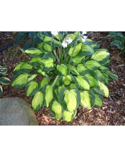 Хоста форчуна Альбопікта | Хоста форчуна Альбопикта | Hosta fortunei Albopicta
