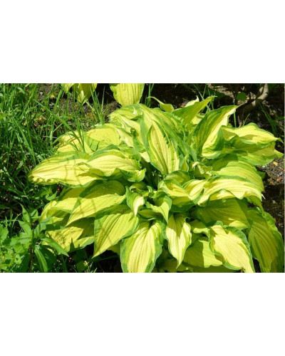 Хоста форчуна Альбопікта | Хоста форчуна Альбопикта | Hosta fortunei Albopicta
