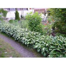 Хоста форчуна Альбопікта | Хоста форчуна Альбопикта | Hosta fortunei Albopicta