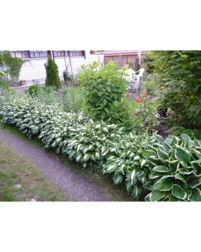 Хоста форчуна Альбопікта | Хоста форчуна Альбопикта | Hosta fortunei Albopicta