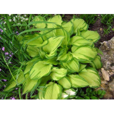 Хоста форчуна Альбопікта | Хоста форчуна Альбопикта | Hosta fortunei Albopicta