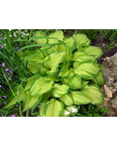 Хоста форчуна Альбопікта | Хоста форчуна Альбопикта | Hosta fortunei Albopicta