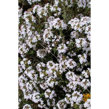 Чебрець звичайний Альба / Тим’ян | Thymus vulgaris Alba | Тимьян обыкновенный Альба / Чабрец