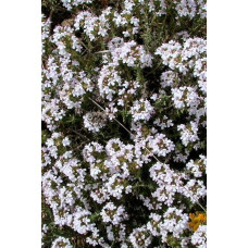 Чебрець звичайний Альба / Тим’ян | Thymus vulgaris Alba | Тимьян обыкновенный Альба / Чабрец