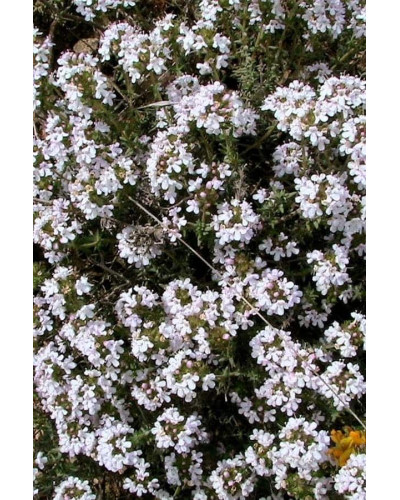 Чебрець звичайний Альба / Тим’ян | Thymus vulgaris Alba | Тимьян обыкновенный Альба / Чабрец