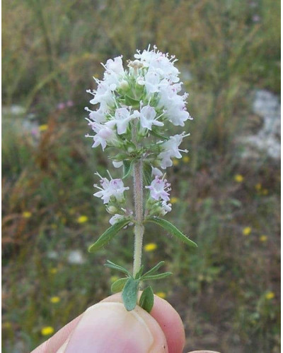 Чебрець звичайний Альба / Тим’ян | Thymus vulgaris Alba | Тимьян обыкновенный Альба / Чабрец