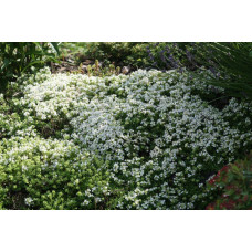 Чебрець звичайний Альба / Тим’ян | Thymus vulgaris Alba | Тимьян обыкновенный Альба / Чабрец