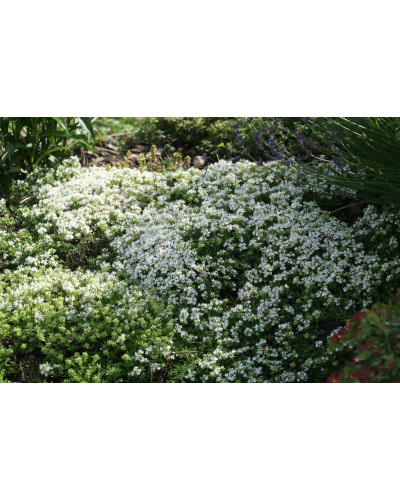 Чебрець звичайний Альба / Тим’ян | Thymus vulgaris Alba | Тимьян обыкновенный Альба / Чабрец