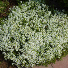 Чебрець звичайний Альба / Тим’ян | Thymus vulgaris Alba | Тимьян обыкновенный Альба / Чабрец