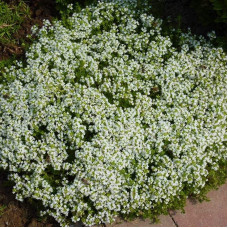 Чебрець звичайний Альба / Тим’ян | Thymus vulgaris Alba | Тимьян обыкновенный Альба / Чабрец