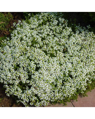 Чебрець звичайний Альба / Тим’ян | Thymus vulgaris Alba | Тимьян обыкновенный Альба / Чабрец