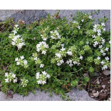 Чебрець звичайний Альба / Тим’ян | Thymus vulgaris Alba | Тимьян обыкновенный Альба / Чабрец