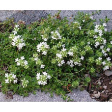 Чебрець звичайний Альба / Тим’ян | Thymus vulgaris Alba | Тимьян обыкновенный Альба / Чабрец