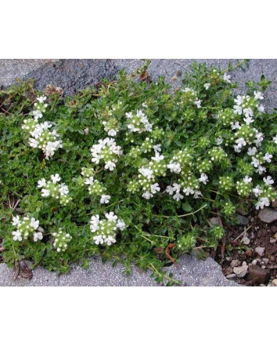 Чебрець звичайний Альба / Тим’ян | Thymus vulgaris Alba | Тимьян обыкновенный Альба / Чабрец