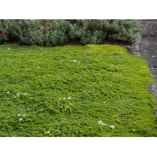 Чебрець звичайний Альба / Тим’ян | Thymus vulgaris Alba | Тимьян обыкновенный Альба / Чабрец