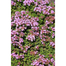 Чебрець лимонний Раста / Тим’ян | Thymus citriodorus Rasta | Тимьян лимонный Раста / Чабрец