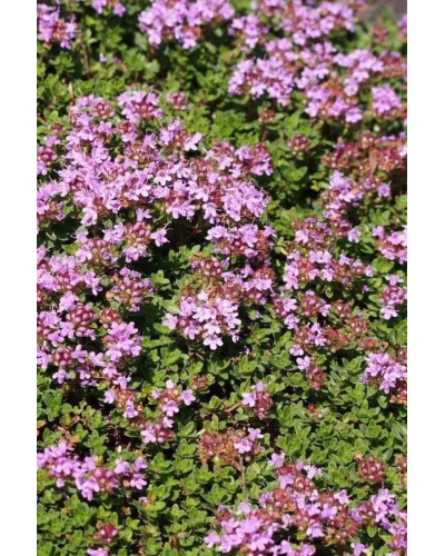 Чебрець лимонний Раста / Тим’ян | Thymus citriodorus Rasta | Тимьян лимонный Раста / Чабрец