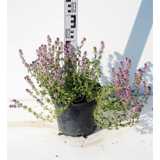 Чебрець лимонний Раста / Тим’ян | Thymus citriodorus Rasta | Тимьян лимонный Раста / Чабрец