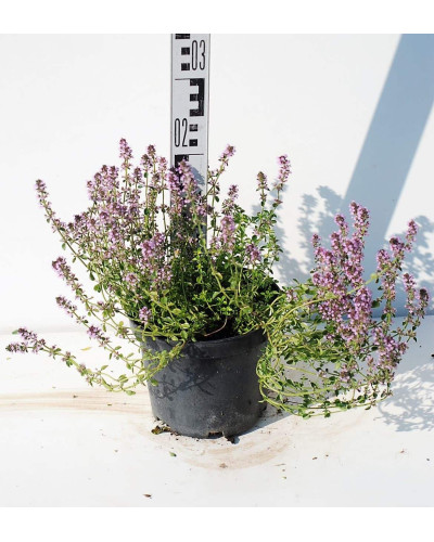 Чебрець лимонний Раста / Тим’ян | Thymus citriodorus Rasta | Тимьян лимонный Раста / Чабрец