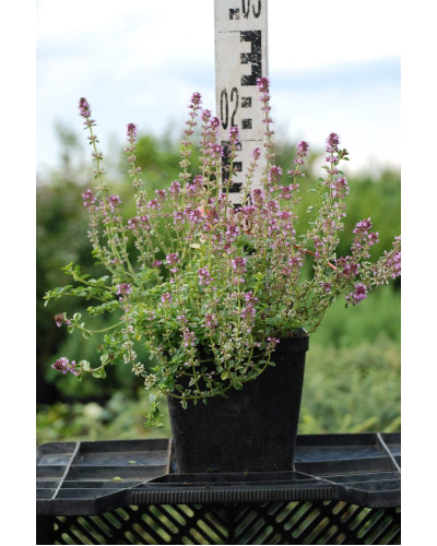 Чебрець лимонний Раста / Тим’ян | Thymus citriodorus Rasta | Тимьян лимонный Раста / Чабрец