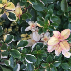 Чебрець лимонний Раста / Тим’ян | Thymus citriodorus Rasta | Тимьян лимонный Раста / Чабрец