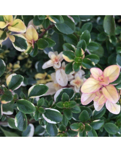 Чебрець лимонний Раста / Тим’ян | Thymus citriodorus Rasta | Тимьян лимонный Раста / Чабрец