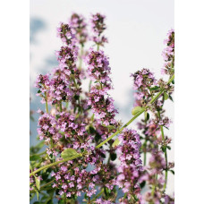 Чебрець лимонний Раста / Тим’ян | Thymus citriodorus Rasta | Тимьян лимонный Раста / Чабрец