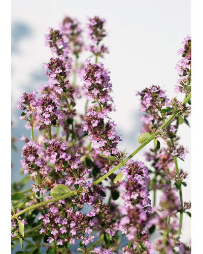 Чебрець лимонний Раста / Тим’ян | Thymus citriodorus Rasta | Тимьян лимонный Раста / Чабрец