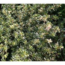 Чебрець лимонний Раста / Тим’ян | Thymus citriodorus Rasta | Тимьян лимонный Раста / Чабрец