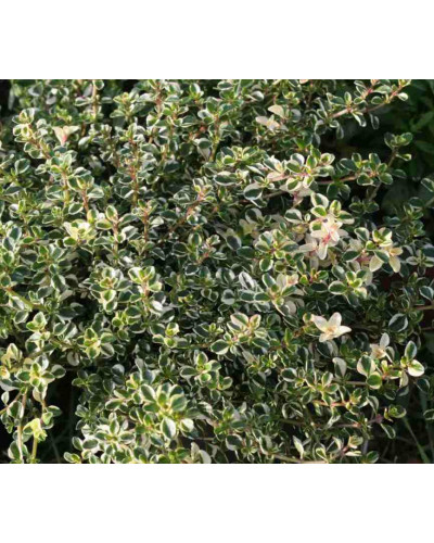Чебрець лимонний Раста / Тим’ян | Thymus citriodorus Rasta | Тимьян лимонный Раста / Чабрец