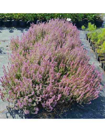 Чебрець лимонний Раста / Тим’ян | Thymus citriodorus Rasta | Тимьян лимонный Раста / Чабрец