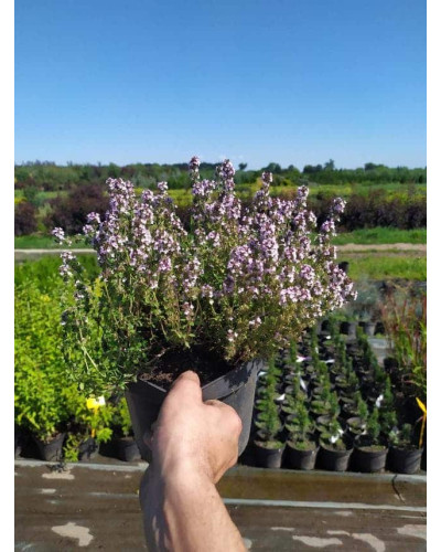 Чебрець лимонний Раста / Тим’ян | Thymus citriodorus Rasta | Тимьян лимонный Раста / Чабрец