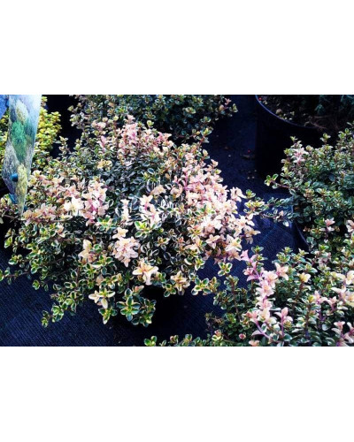 Чебрець лимонний Раста / Тим’ян | Thymus citriodorus Rasta | Тимьян лимонный Раста / Чабрец