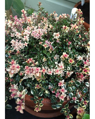 Чебрець лимонний Раста / Тим’ян | Thymus citriodorus Rasta | Тимьян лимонный Раста / Чабрец