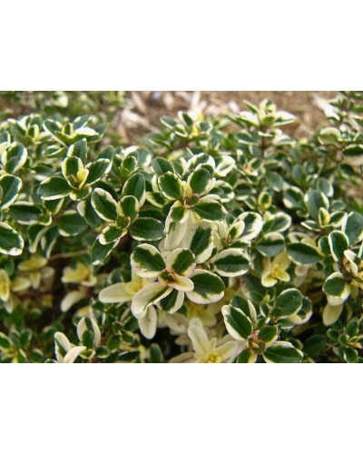 Чебрець лимонний Раста / Тим’ян | Thymus citriodorus Rasta | Тимьян лимонный Раста / Чабрец