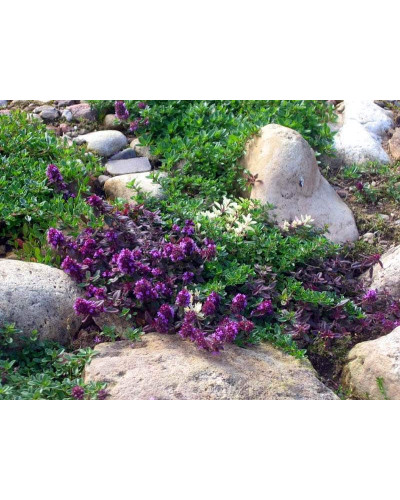 Чебрець лимонний Раста / Тим’ян | Thymus citriodorus Rasta | Тимьян лимонный Раста / Чабрец