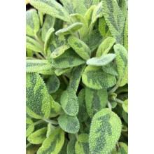 Шавлія лікарська Варієгата | Шалфей лекарственный Вариегата | Salvia officinalis Variegata