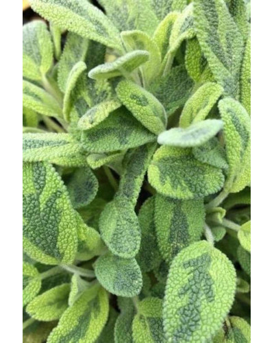Шавлія лікарська Варієгата | Шалфей лекарственный Вариегата | Salvia officinalis Variegata