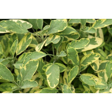 Шавлія лікарська Варієгата | Шалфей лекарственный Вариегата | Salvia officinalis Variegata