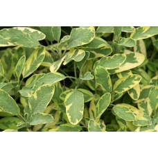 Шавлія лікарська Варієгата | Шалфей лекарственный Вариегата | Salvia officinalis Variegata