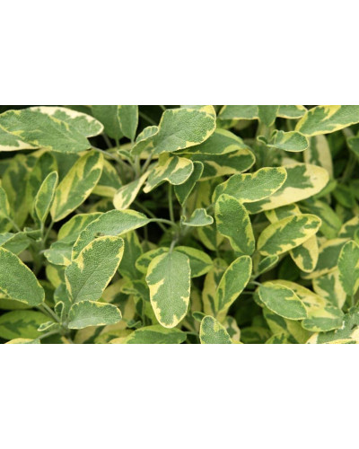Шавлія лікарська Варієгата | Шалфей лекарственный Вариегата | Salvia officinalis Variegata