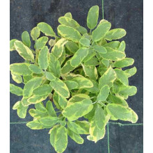 Шавлія лікарська Варієгата | Шалфей лекарственный Вариегата | Salvia officinalis Variegata