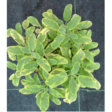 Шавлія лікарська Варієгата | Шалфей лекарственный Вариегата | Salvia officinalis Variegata