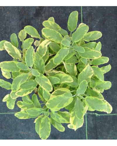 Шавлія лікарська Варієгата | Шалфей лекарственный Вариегата | Salvia officinalis Variegata