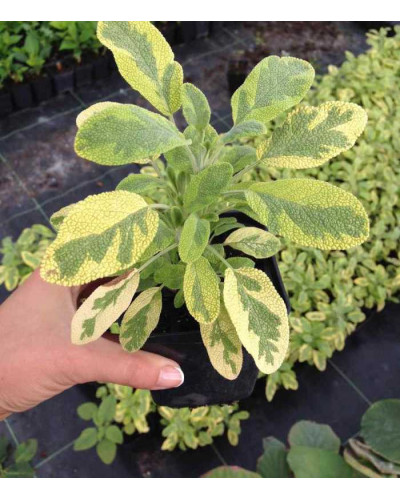 Шавлія лікарська Варієгата | Шалфей лекарственный Вариегата | Salvia officinalis Variegata