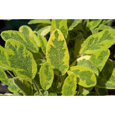 Шавлія лікарська Варієгата | Шалфей лекарственный Вариегата | Salvia officinalis Variegata
