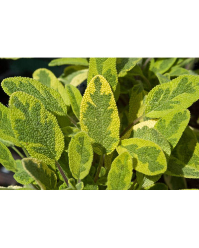 Шавлія лікарська Варієгата | Шалфей лекарственный Вариегата | Salvia officinalis Variegata