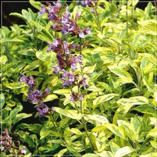 Шавлія лікарська Варієгата | Шалфей лекарственный Вариегата | Salvia officinalis Variegata