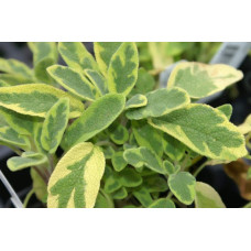 Шавлія лікарська Варієгата | Шалфей лекарственный Вариегата | Salvia officinalis Variegata