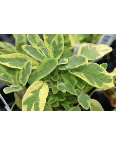 Шавлія лікарська Варієгата | Шалфей лекарственный Вариегата | Salvia officinalis Variegata